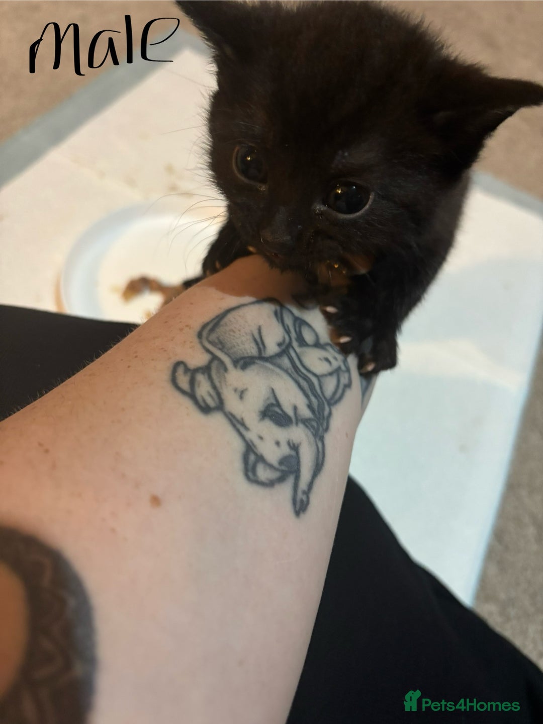 Domestic Shorthair cats for sale: Black and grey kittens - Image 3