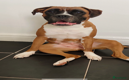 Boxer dogs for sale: POTENTIAL Re-home   - Image 11