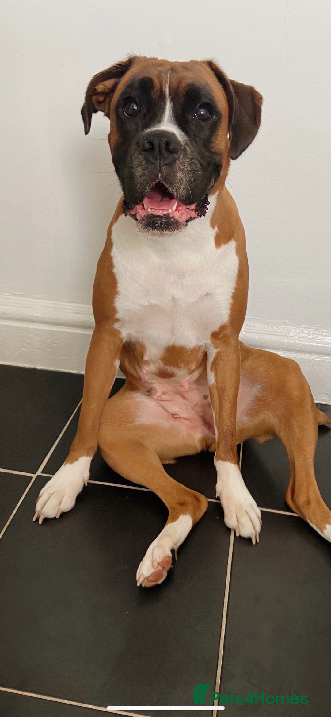 Boxer dogs for sale: POTENTIAL Re-home   - Image 11