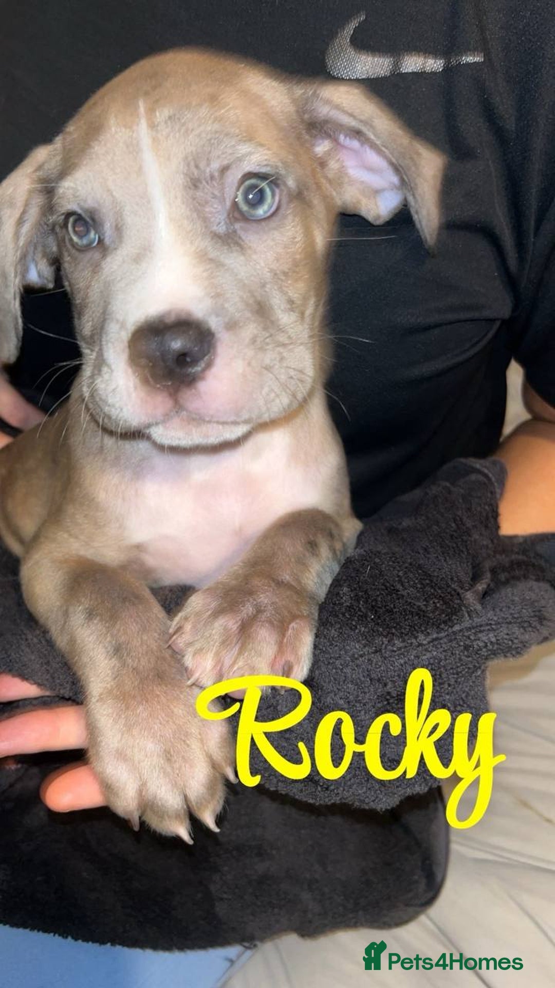 Cane Corso dogs for sale: Stunning puppies  - Advert 7