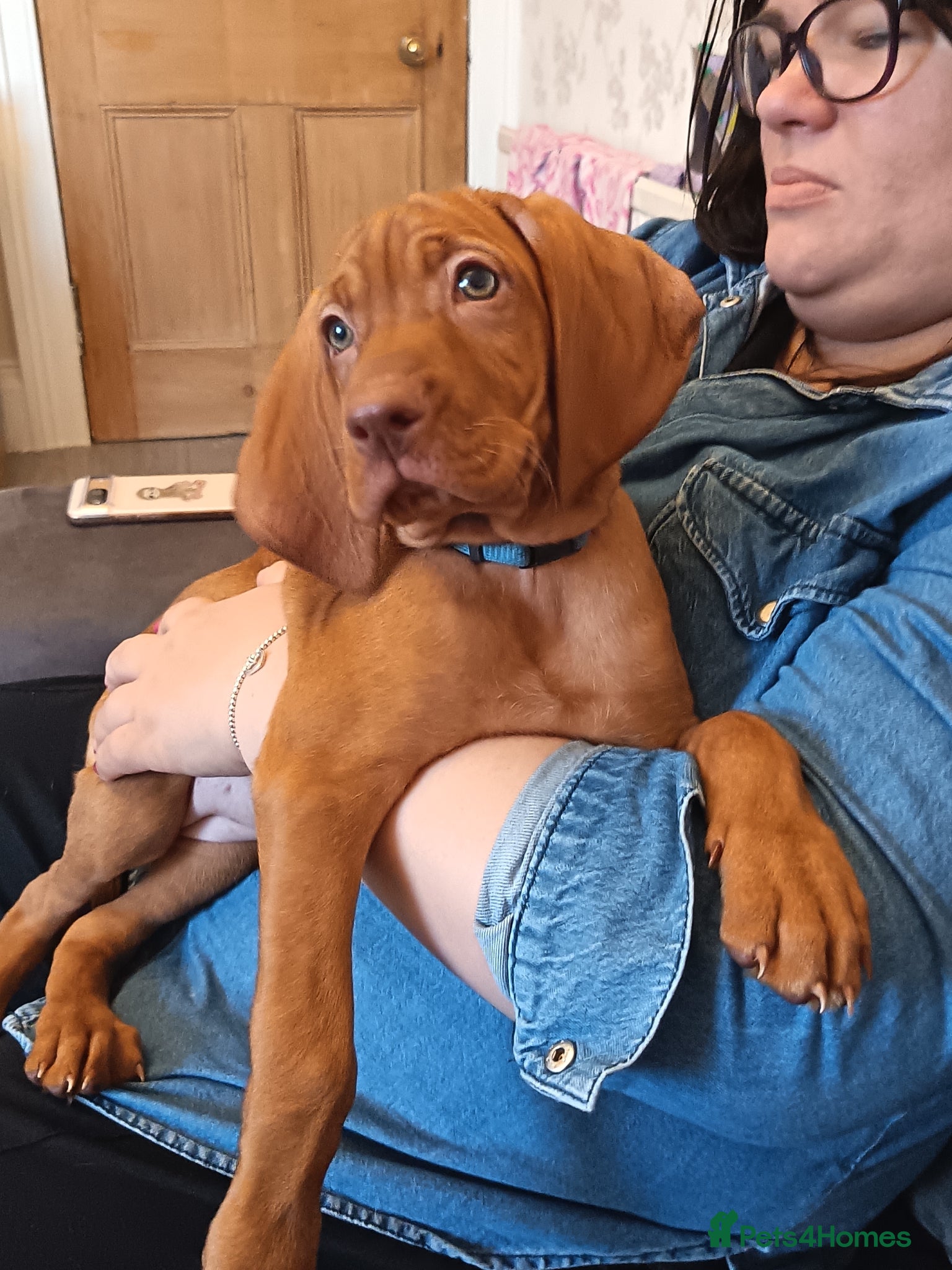 Hungarian Vizsla dogs * 3 Beautiful Girls Ready To Leave Now * - Advert 5