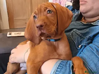 Hungarian Vizsla dogs * 3 Beautiful Girls Ready To Leave Now * - Advert 5