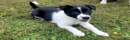 Border Collie dogs for sale: QUALITY BORDER COLLIE PUPPIES CHAMPION LINES in Cardiff - Advert 21