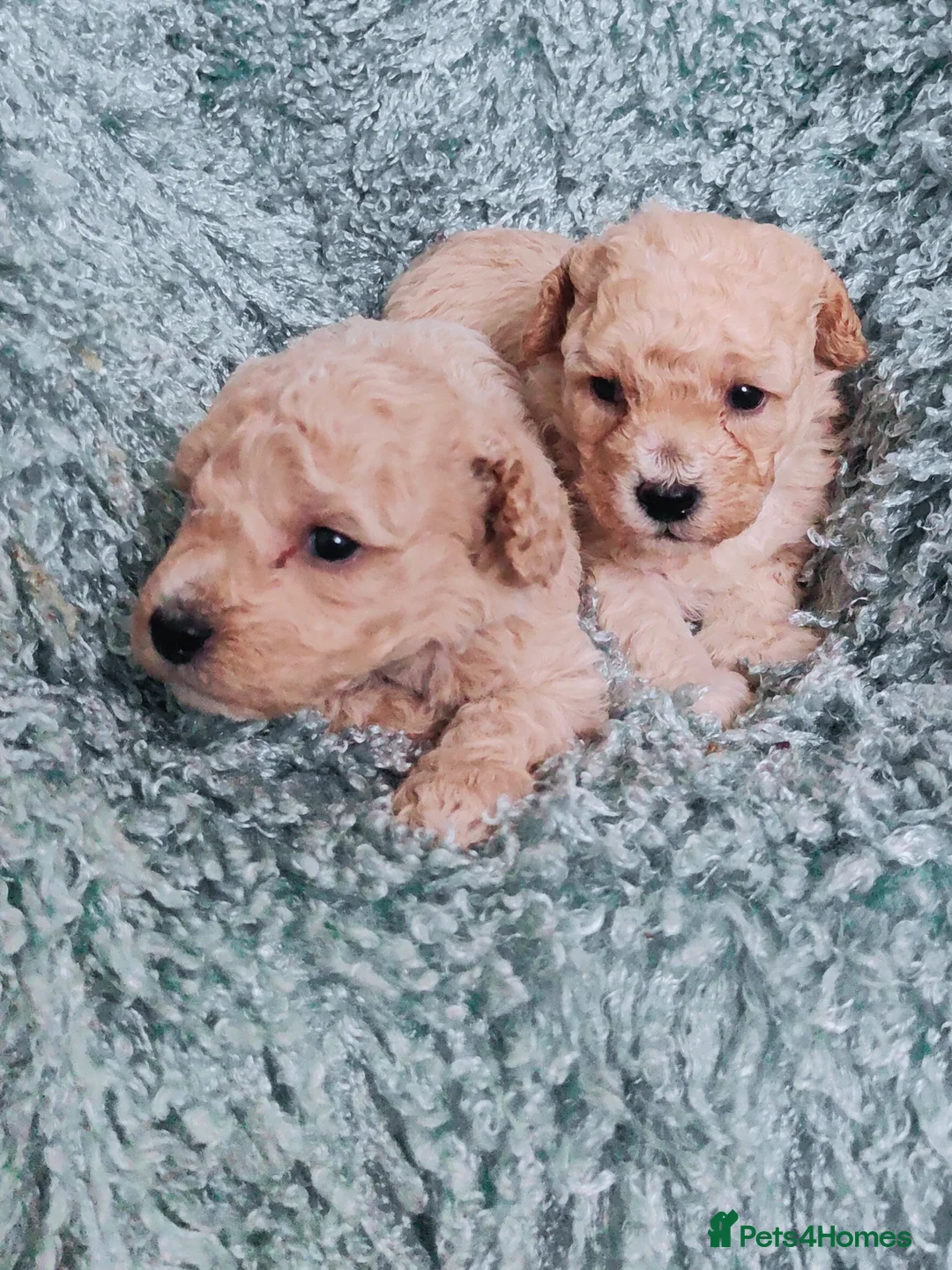 Cavapoo dogs for sale: Adorable Cavapoos Boys. Ready Soon - Advert 1