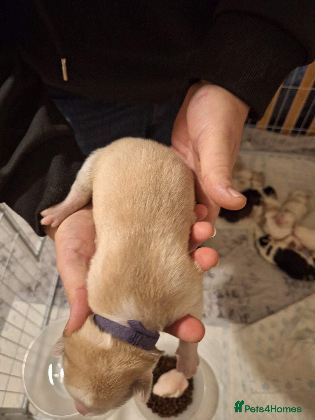 Siberian Husky dogs for sale: 7 SIBERIAN HUSKYS, 4 BOYS, 3 GIRLS - Advert 20