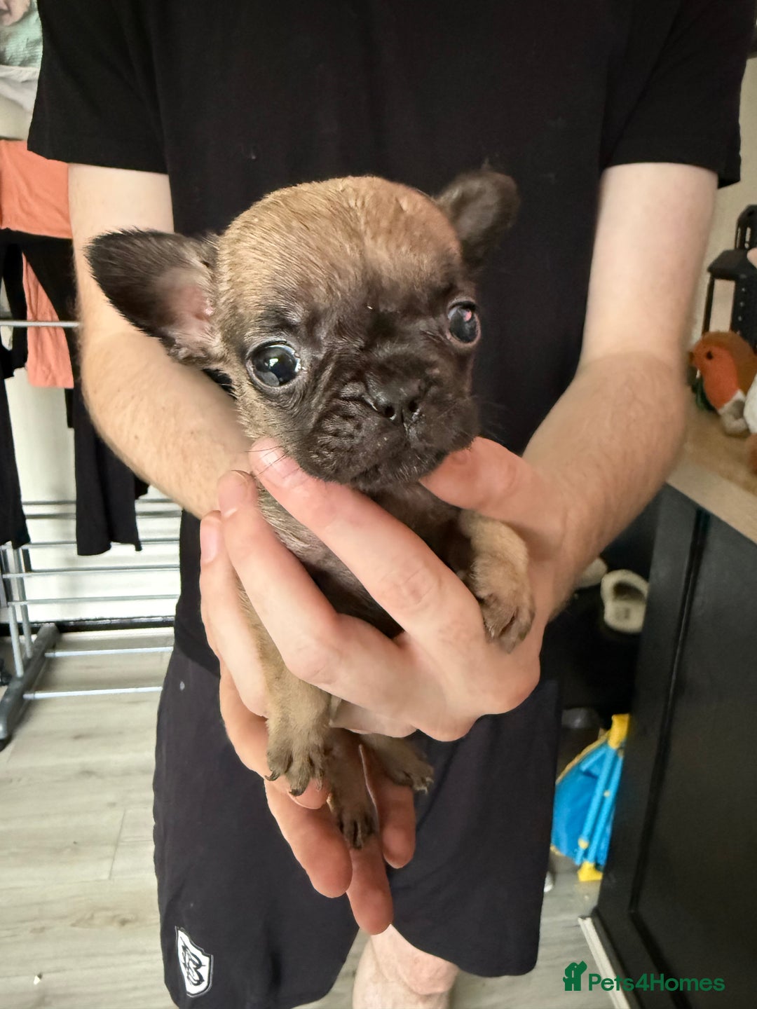 French Bulldog dogs for sale: Frenchie for sale - Image 1