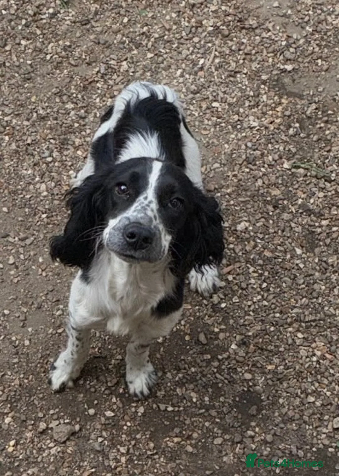 Cocker Spaniel dogs for sale: Cocker spaniel boy in West Drayton - Advert 1