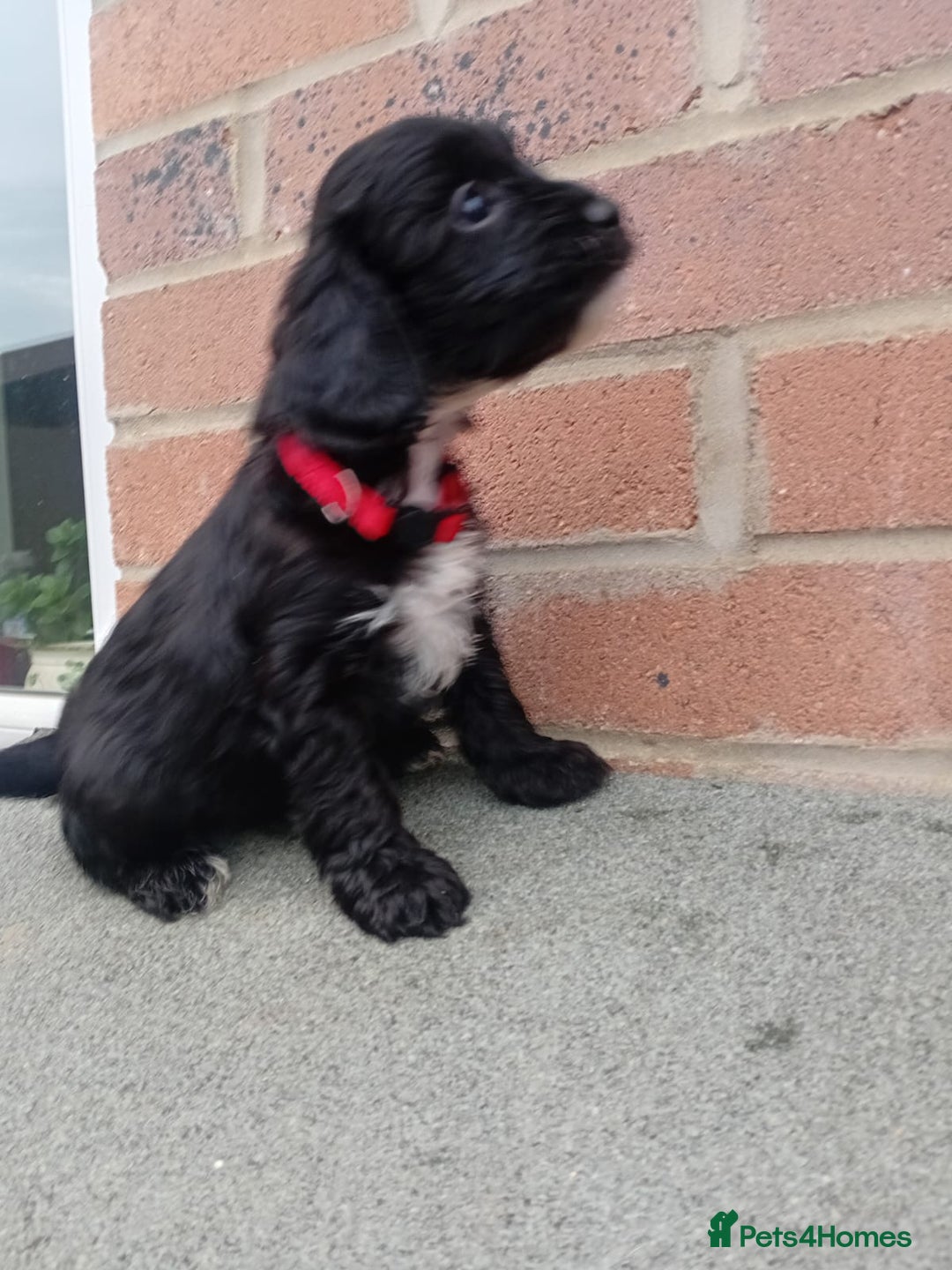 Cockapoo dogs for sale: Ready now stunning cockapoo girls - Advert 17