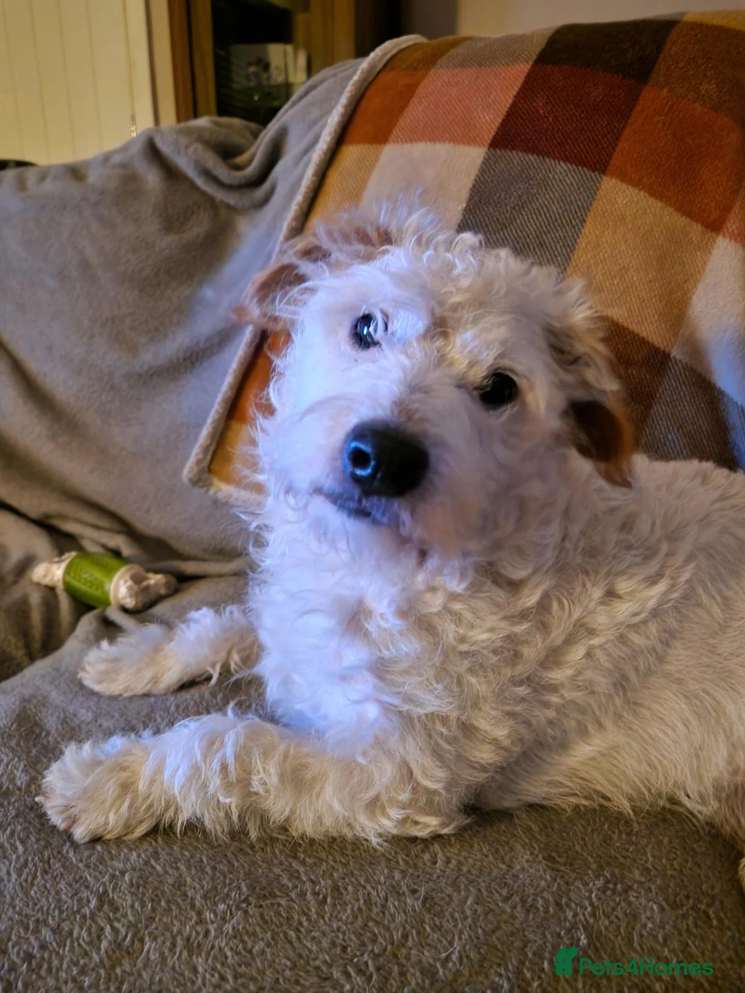 Patterjack dogs for sale: 6mth male patterjack  - Advert 1