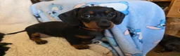 Dachshund dogs for sale: Six beautiful miniature smooth haired dachshunds - Advert 12