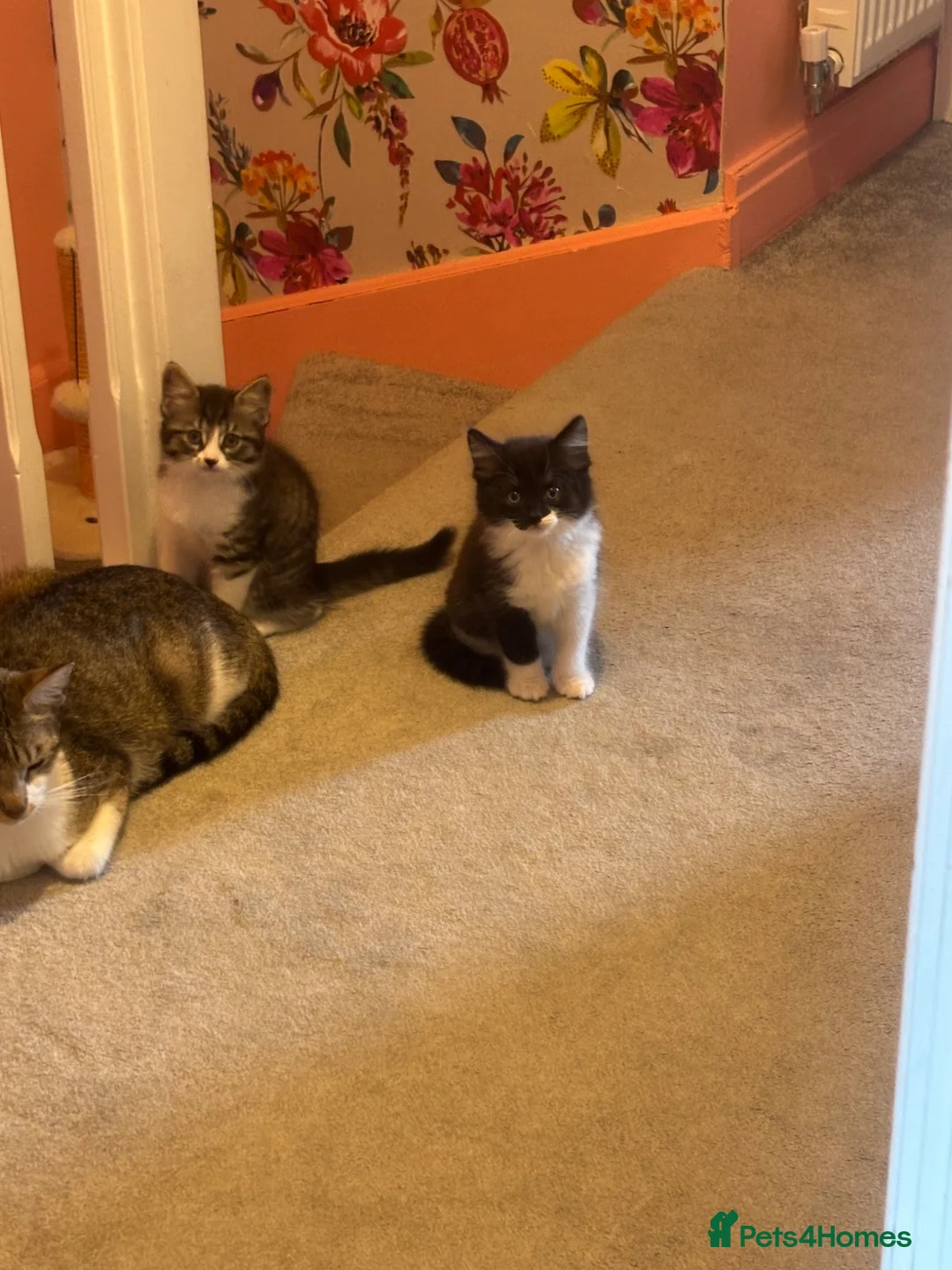 British Shorthair cats for sale: 7 short hair kittens  - Advert 1