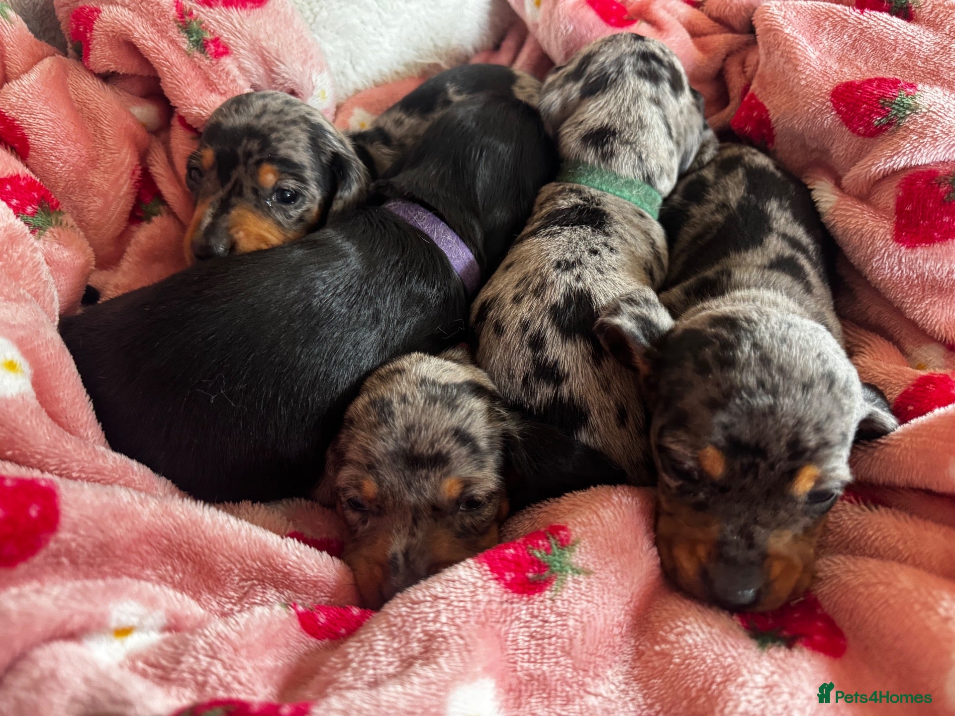 Miniature Dachshund dogs Miniature silver dapple dachshunds /Black and Tan  - Advert 1