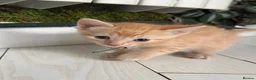 Sphynx cats for sale: Such a handsome Black Boy available NOW! - Advert 4
