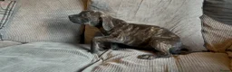 Presa Canario dogs for sale: Presa Canieo Puppies  - Advert 6