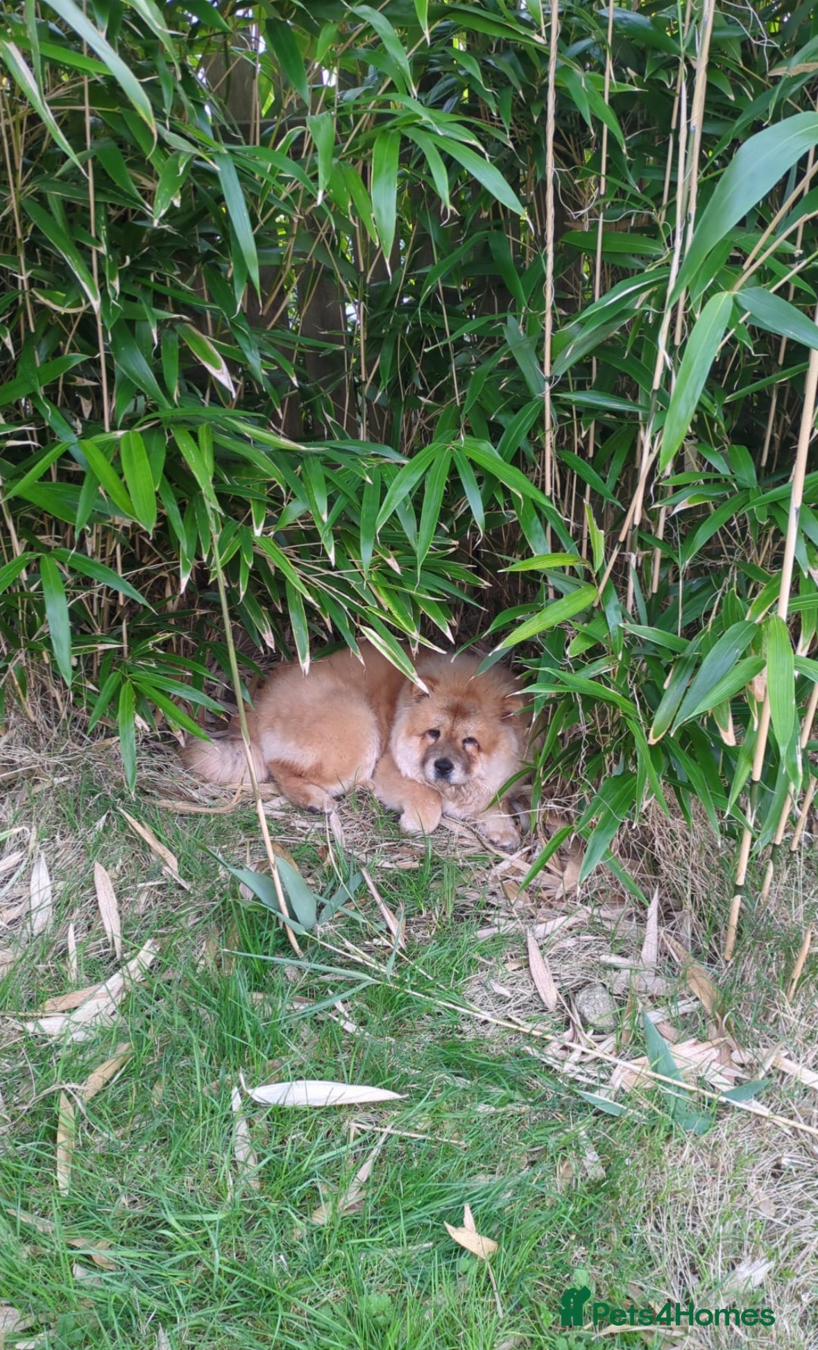 Chow Chow dogs Red chow chow female  - Advert 2