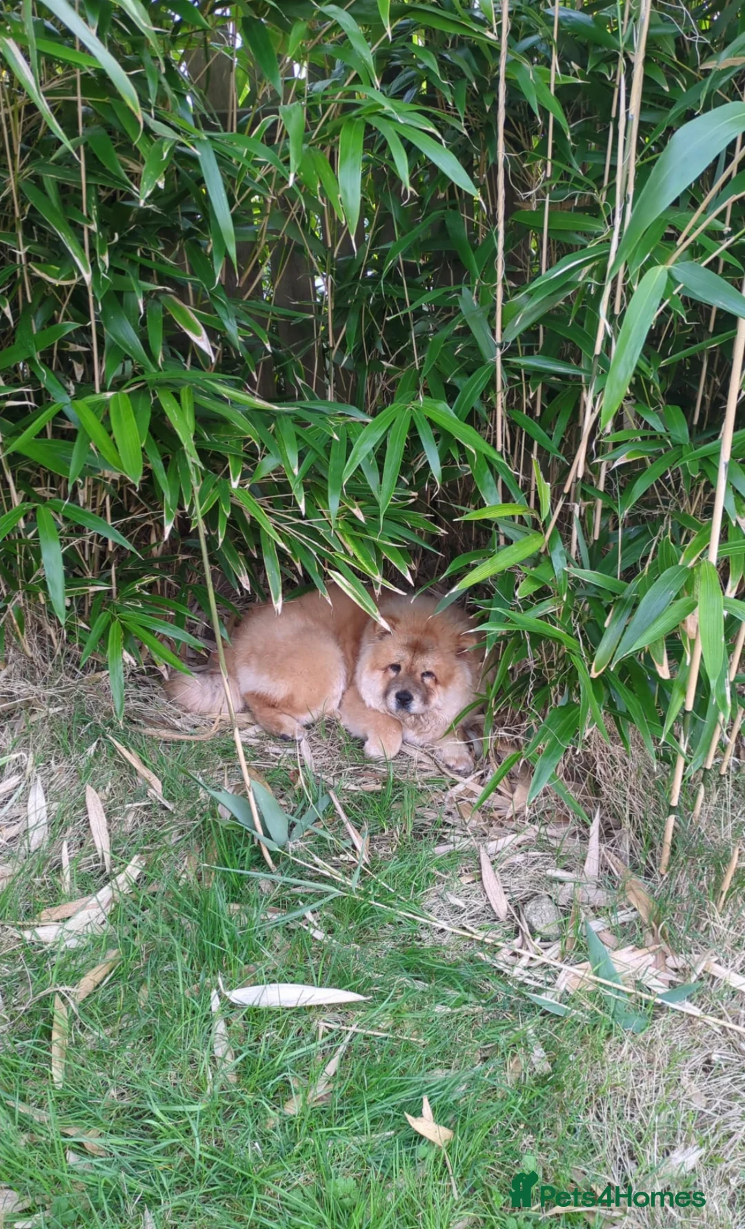 Chow Chow dogs for sale: Red chow chow female  - Advert 1