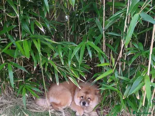 Chow Chow dogs Red chow chow female - Advert 2