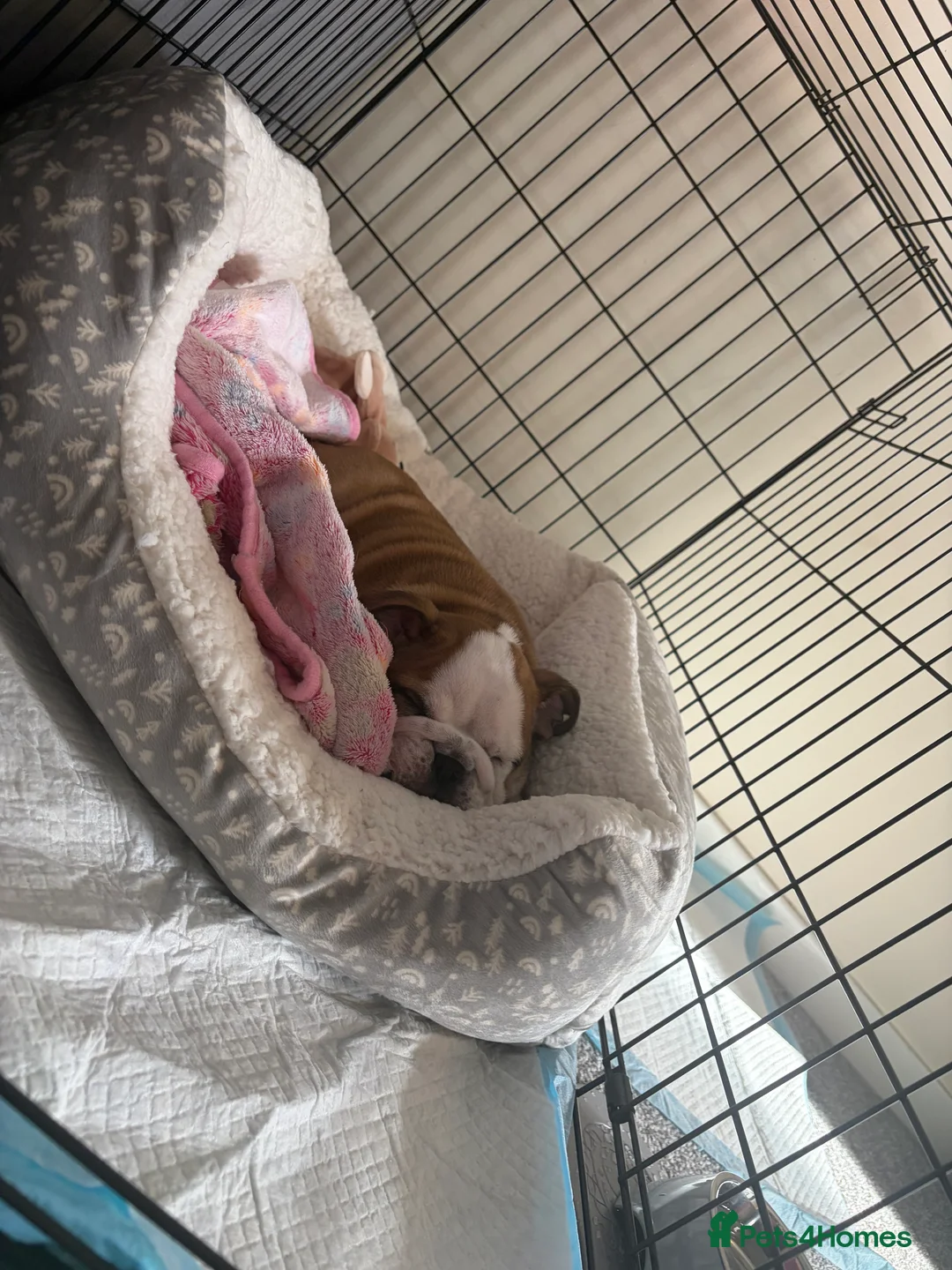 English Bulldog dogs for sale: ENGLISH BULLDOG GIRL PUPPY - Advert 5