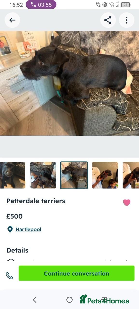 Patterdale Terrier dogs Bella the patterdale Terrier  - Advert 1