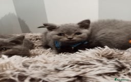 Brazilian Shorthair cats for sale: Beautiful blues Bristh short hair - Image 37