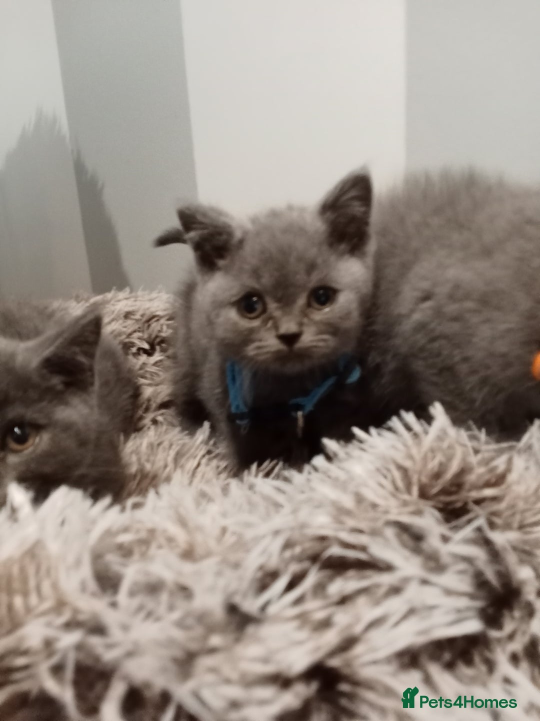 Brazilian Shorthair cats for sale: Beautiful blues Bristh short hair - Image 37