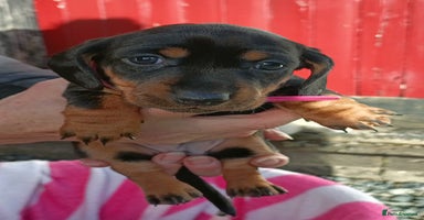 Miniature Dachshund dogs - Advert 3