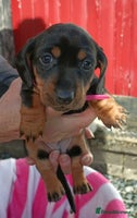 Miniature Dachshund dogs - Advert 3