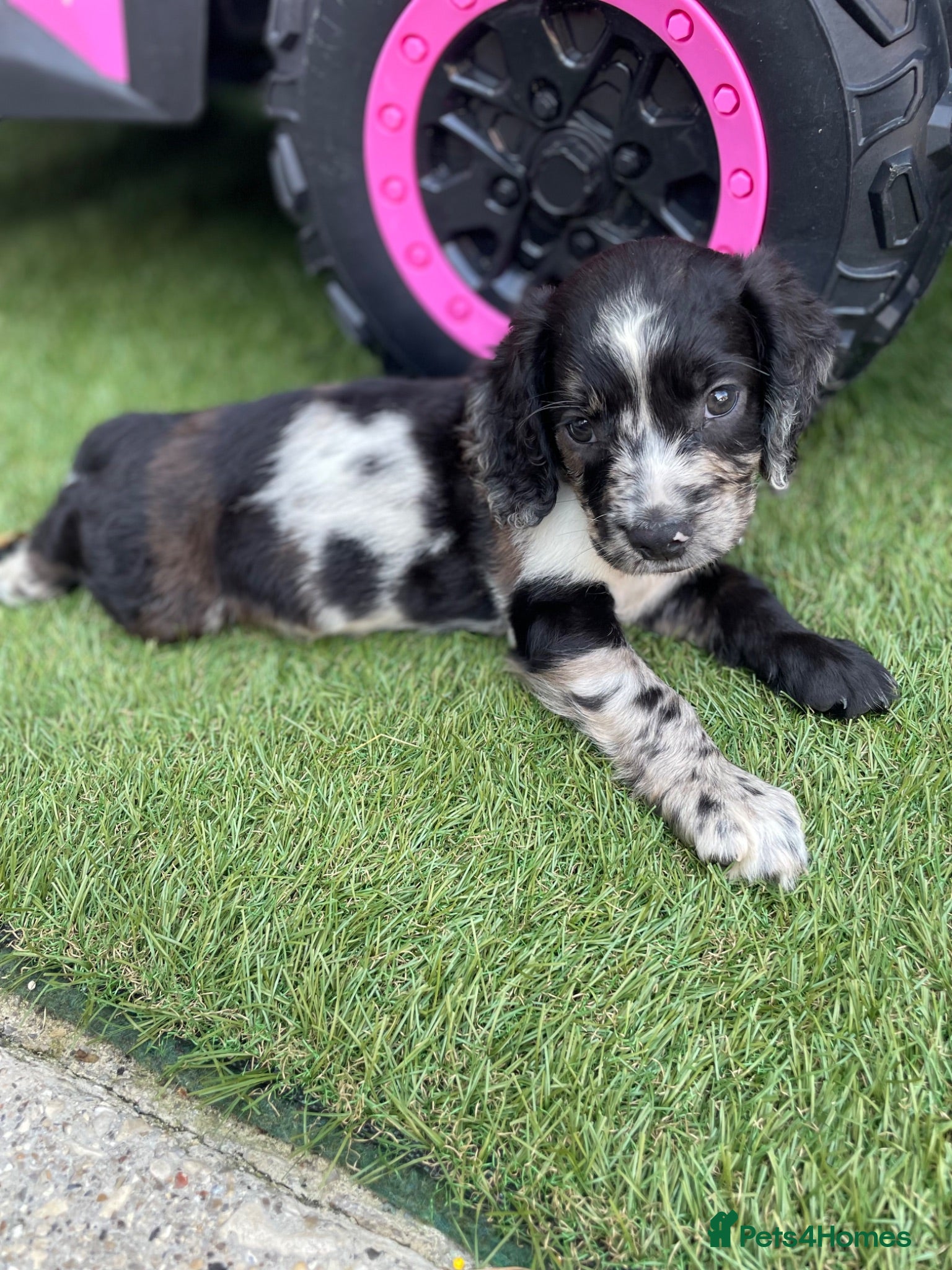 Cocker Spaniel dogs Cocker spaniel puppies  - Advert 5