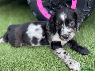 Cocker Spaniel dogs Cocker spaniel puppies - Advert 5