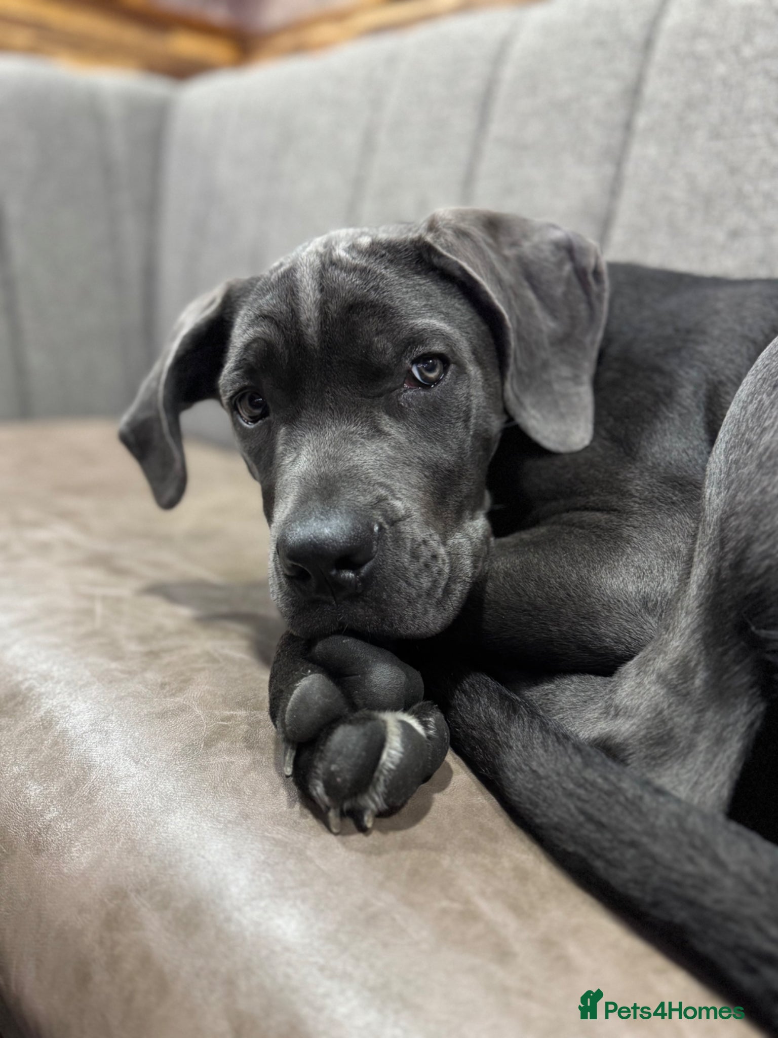 Cane Corso dogs Cane corso pups  - Advert 9