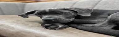 Cane Corso Puppy 2