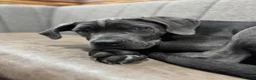 Cane Corso dogs for sale: Cane corso pups  - Advert 1