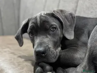 Cane Corso dogs Cane corso pups - Advert 4