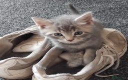 British Shorthair cats for sale: Blue British shorthair kitten - Image 4