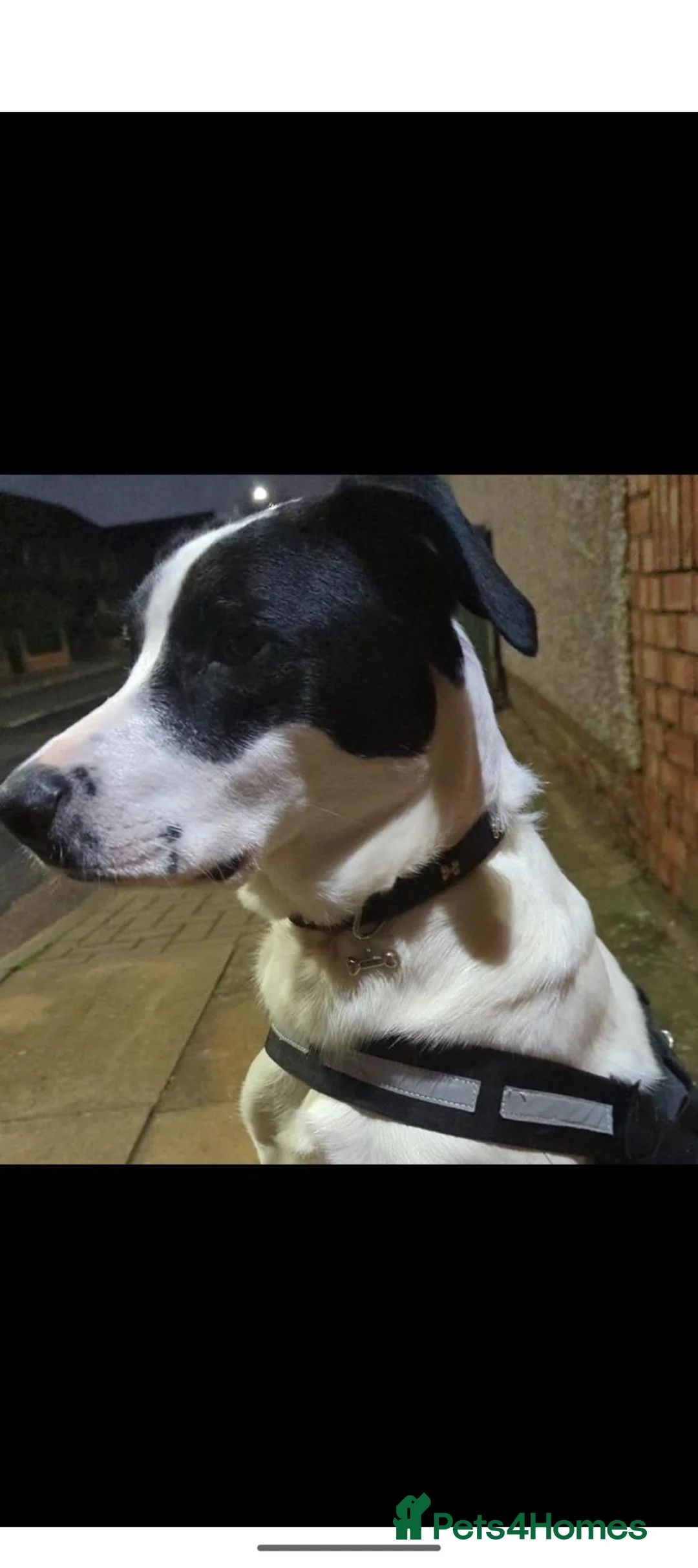 Mixed Breed dogs for sale: Roman - Advert 1
