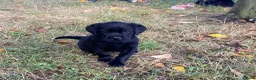 Labrador Retriever dogs for sale: Gorgeous Labrador puppies  in Tetbury - Advert 13