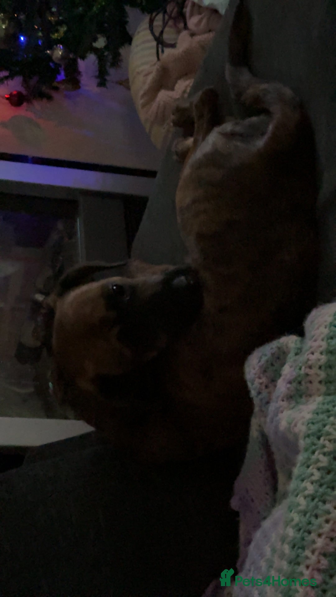 Mixed Breed dogs for sale: Sad to see her go  - Advert 7