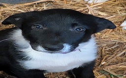 Border Collie dogs for sale: Six border Collie pups  - Image 6