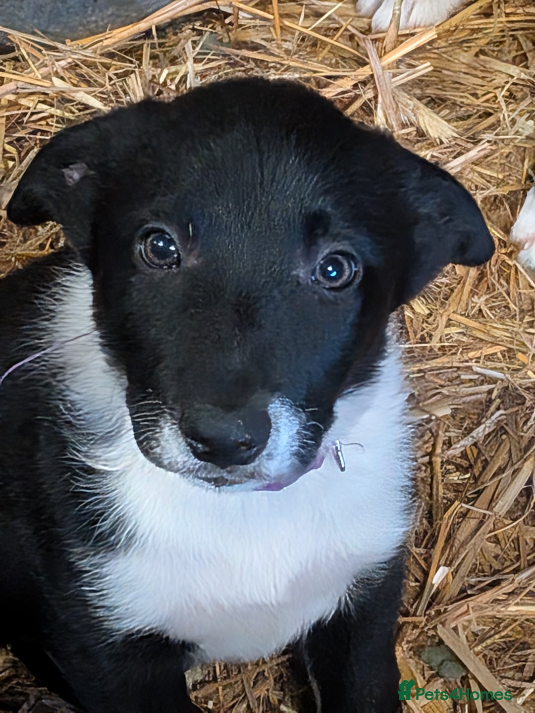 Border Collie dogs for sale: Six border Collie pups  - Image 6