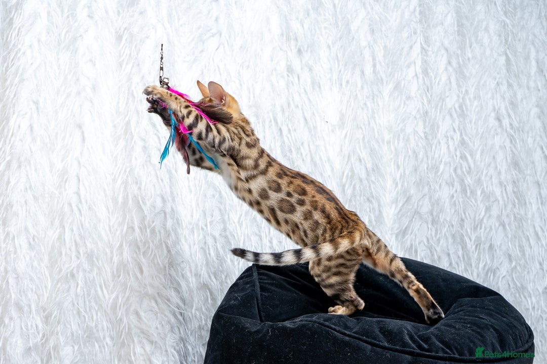 Bengal cats for sale: Stunning Bengal Girl- Top TICA pedigree- Ready NOW - Advert 6
