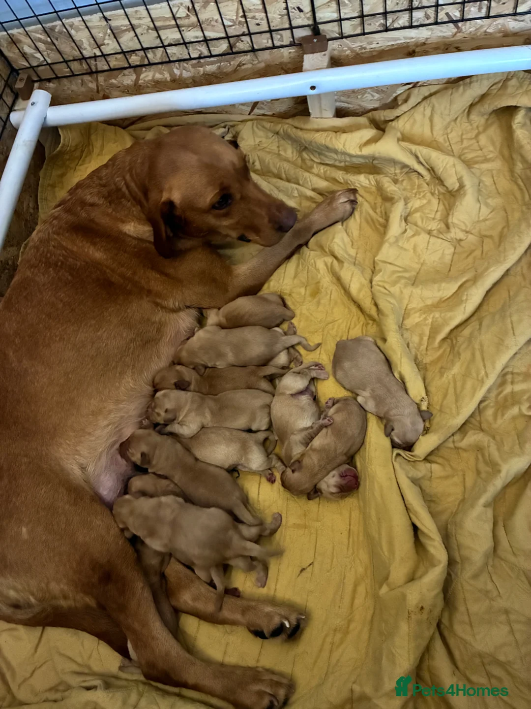 Labrador Retriever dogs for sale: Fox Red Labrador - Advert 3