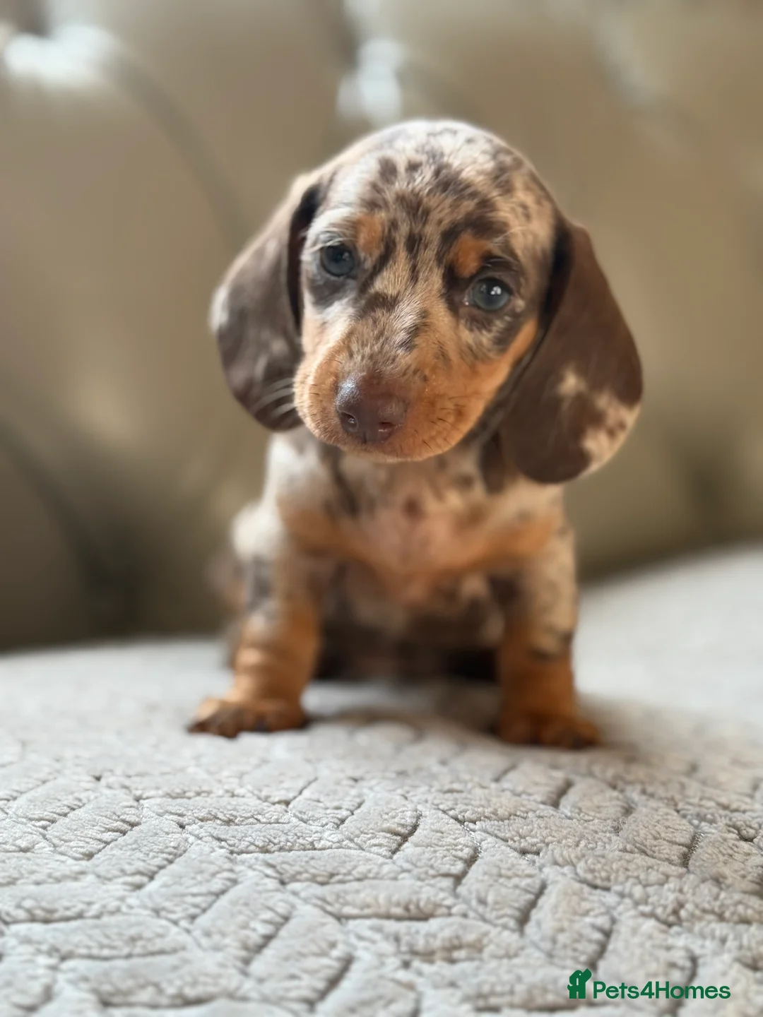 Miniature Dachshund dogs for sale: 🎀 SHOW QUALITY KC REGISTERED MALES AND FEMALES 🎀 - Advert 8