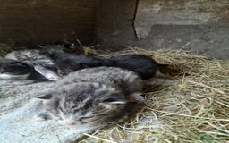 Aegean cats for sale: Agean x Kittens for sale - Image 6
