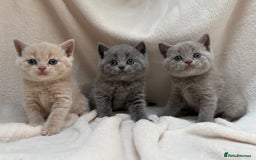 British Shorthair cats for sale: GCCF registered British shorthair kittens - Image 5