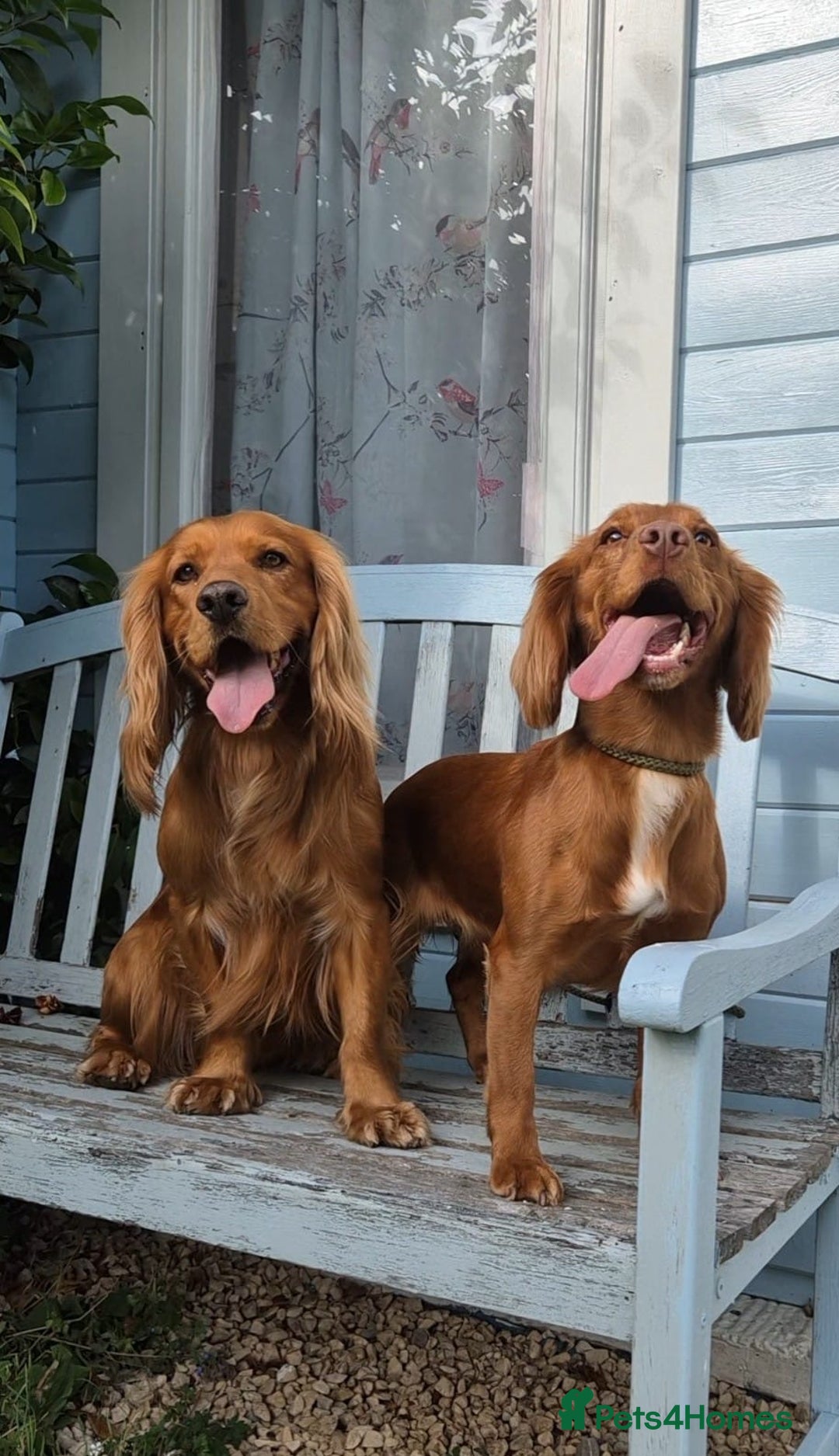 Cocker Spaniel dogs for sale: ✨ KC Registered Working Cocker Spaniel Puppies ✨ - Image 14