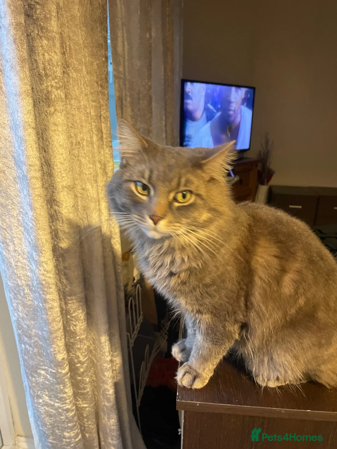Mixed Breed cats for sale: A beautiful blue grey boy - Advert 2
