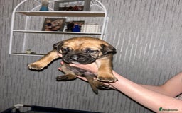 Mixed Breed dogs for sale: Beautiful boy puppy  - Image 5