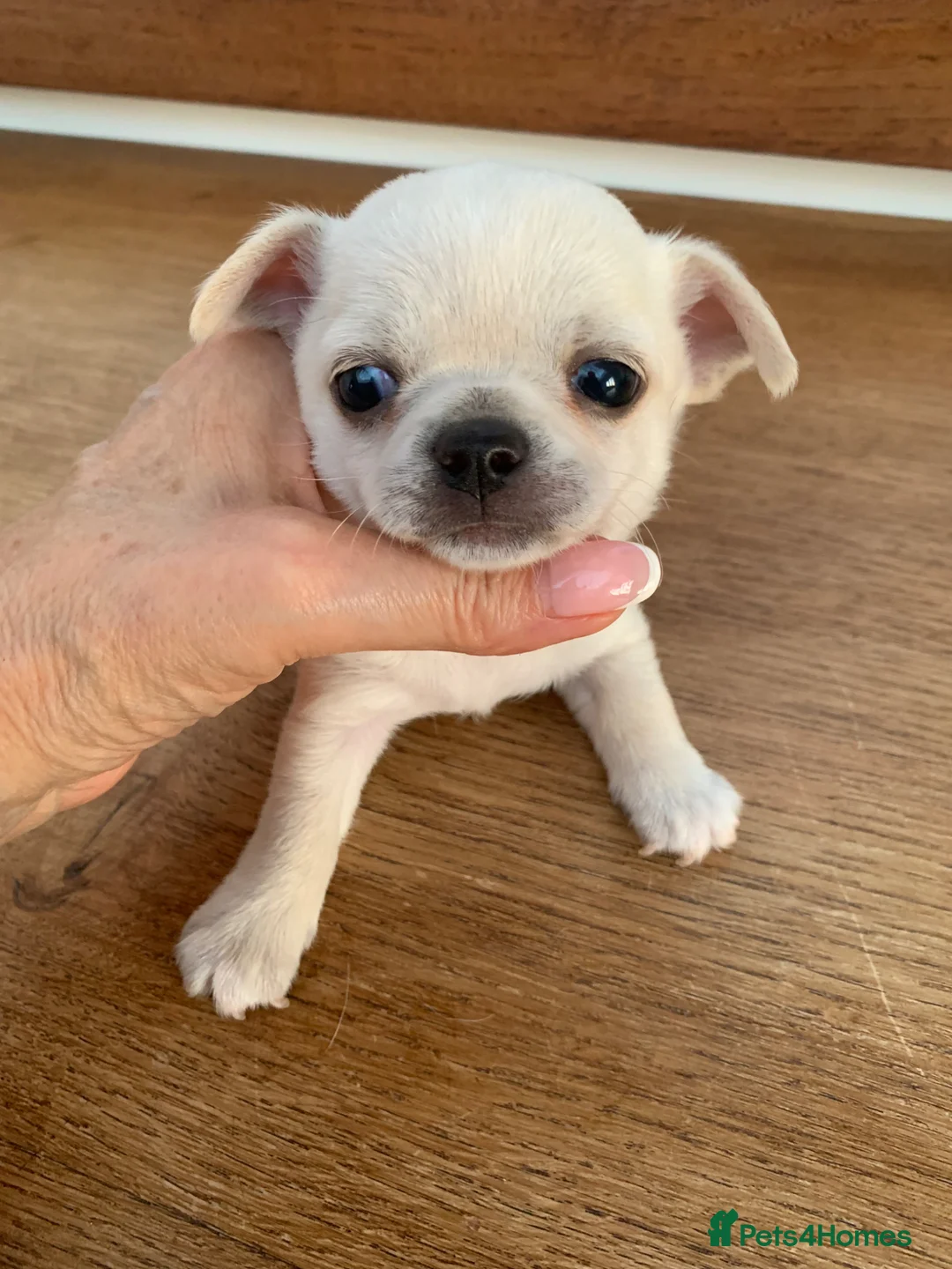 Chihuahua dogs for sale: 5* LICENSED GORGEOUS💕 KC CHIHUAHUA LITTER - Advert 16