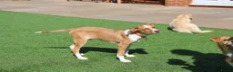 Mixed Breed dogs for adoption: Little Lad Loxy in Hook - Advert 11