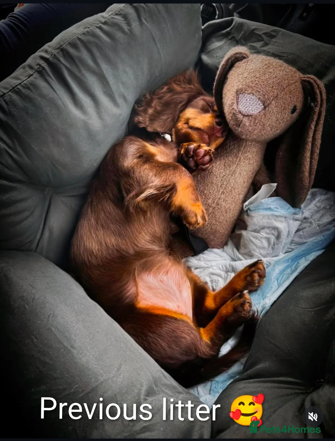 Miniature Dachshund dogs for sale: Extensively health tested mini dachshund puppies. - Advert 1